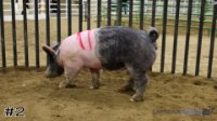 Hog#2