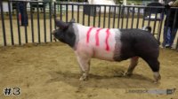 Hog#3
