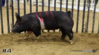 Hog#4