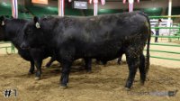 Heifer#1