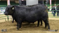 Heifer#3