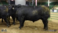 Heifer#4