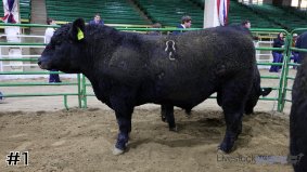 Western National #8