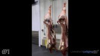 Carcass#1