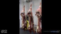 Carcass#2
