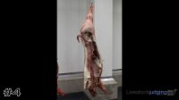 Carcass#4