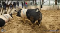 Hog #1