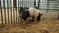 Hog #2