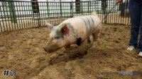 Hog #3