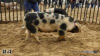Hog #4