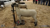 Lamb #1