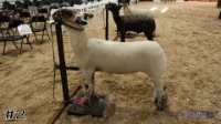 Lamb #2