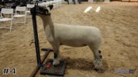 Lamb #4