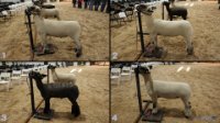 All Animals