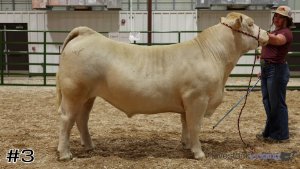 Class #8 Market Steers thumbnail