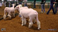 Ewe #1