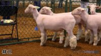 Ewe #2