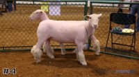 Ewe #4