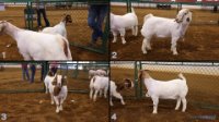 All Animals