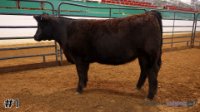 Heifer #1