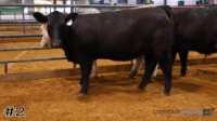 Heifer #2