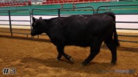 Heifer #3