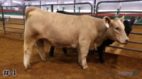 Heifer #4