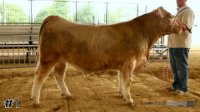 Steer #1