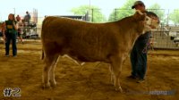 Steer #2