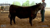Steer #3