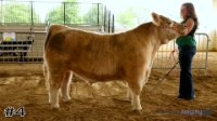 Steer #4