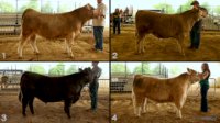 All Animals