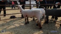 Ewe #1