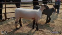 Ewe #4