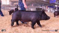 Hog #1