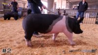 Hog #2