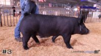 Hog #3