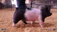 Hog #4