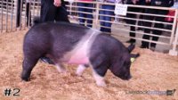 Hog #2
