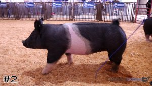 Class #8 Breeding Gilts thumbnail