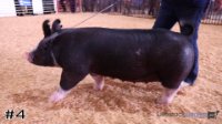 Hog #4