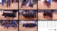 All Animals