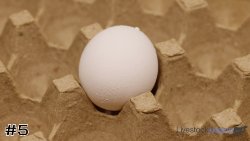Egg#5