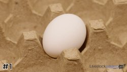 Egg#1