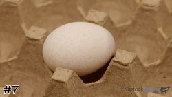 Egg#7