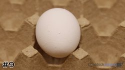 Egg#9