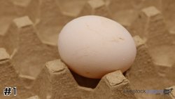 Egg#1