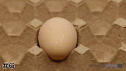Egg#6