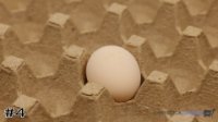 Egg#4