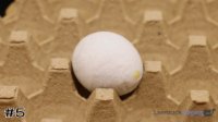 Egg#5